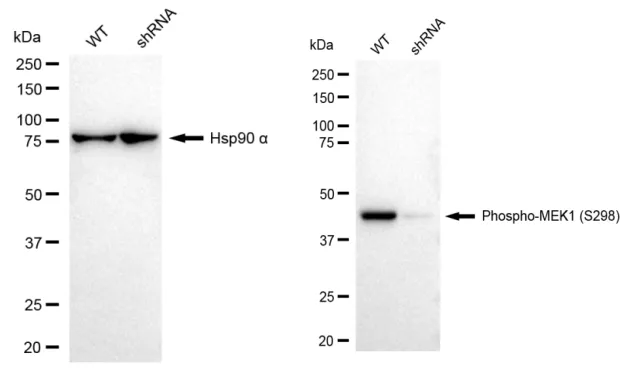 KD-Validated Phospho-MEK1 (S298) Recombinant Rabbit Monoclonal Antibody