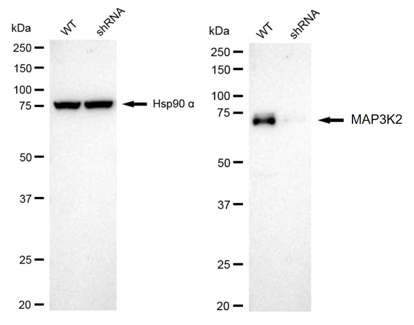 KD-Validated MAP3K2 Recombinant Rabbit Monoclonal Antibody