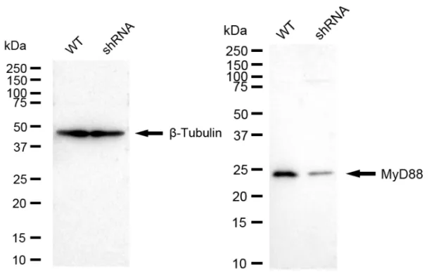 KD-Validated MYD88 Recombinant Rabbit Monoclonal Antibody
