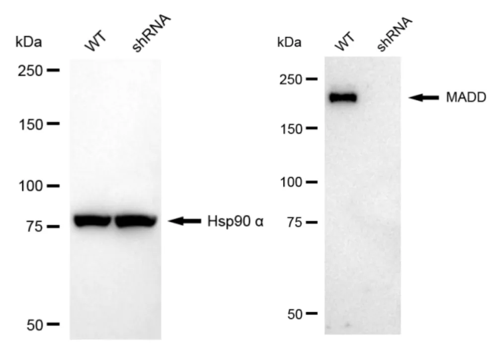 KD-Validated MAP Kinase Activating Death Domain Recombinant Rabbit Monoclonal Antibody
