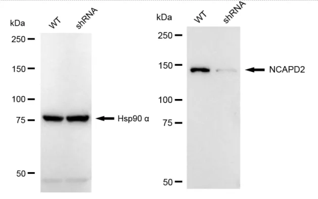 KD-Validated Non-SMC Condensin I Complex Subunit D2 Recombinant Rabbit Monoclonal Antibody