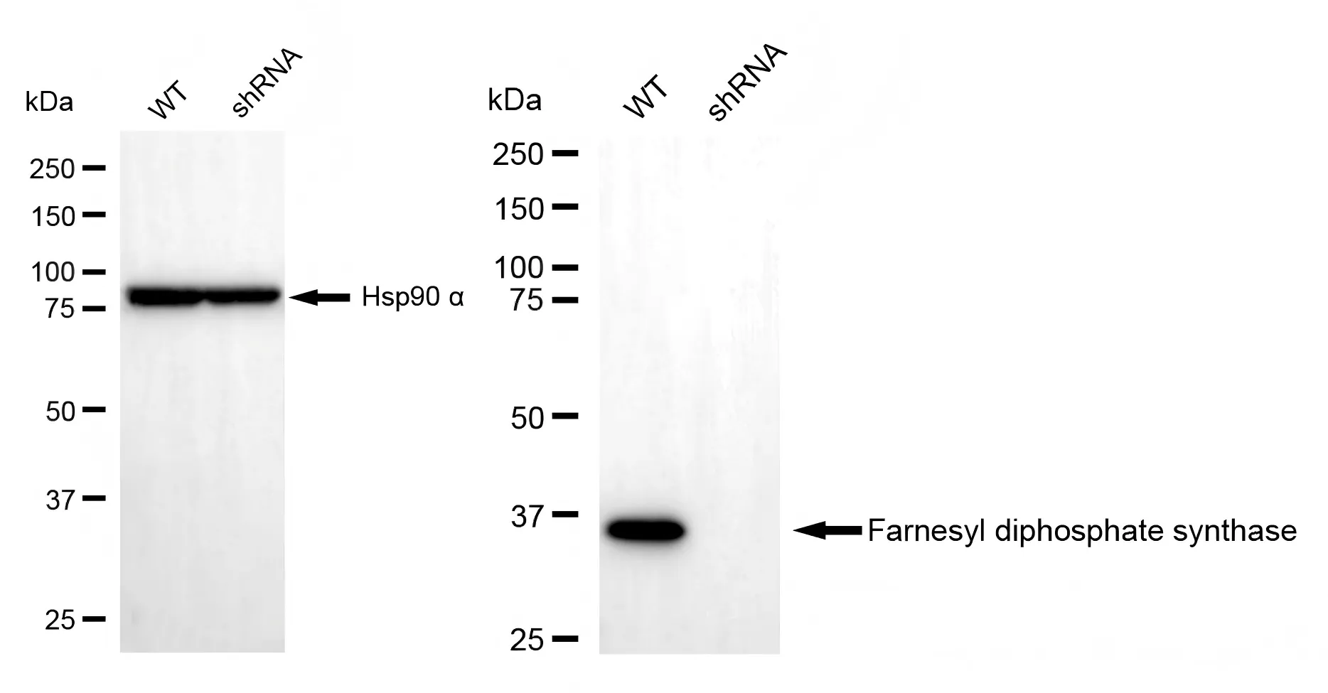 KD-Validated Farnesyl Diphosphate Synthase Recombinant Rabbit Monoclonal Antibody