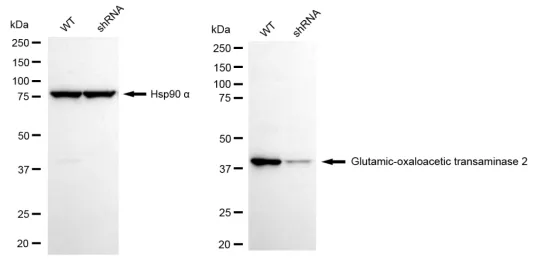 KD-Validated Glutamic-Oxaloacetic Transaminase 2 Recombinant Rabbit Monoclonal Antibody