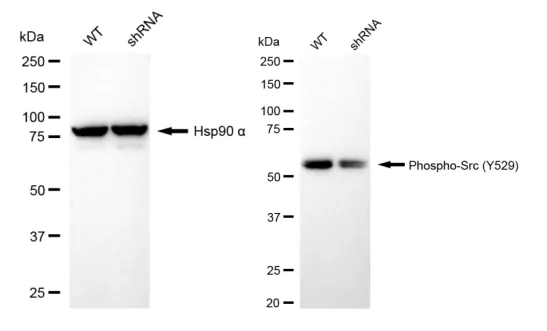KD-Validated Phospho-Src (Y529) Recombinant Rabbit Monoclonal Antibody