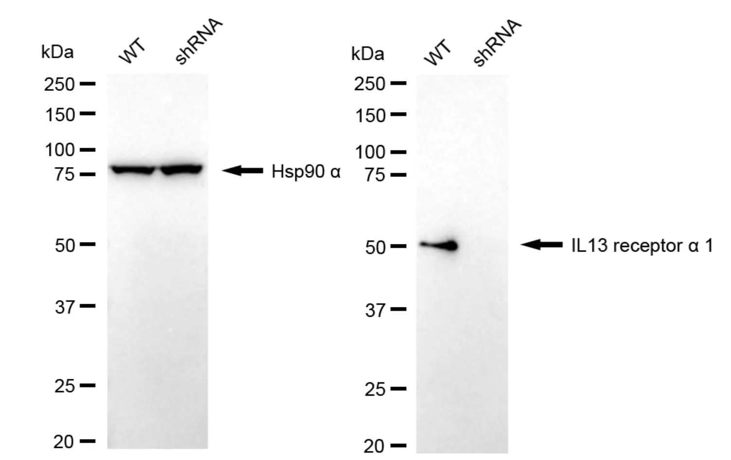 KD-Validated IL13 Receptor Alpha 1 Recombinant Rabbit Monoclonal Antibody