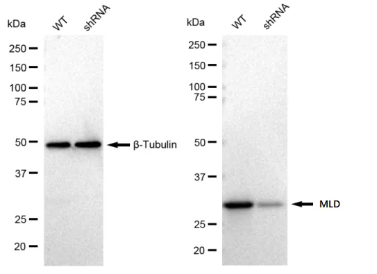 KD-Validated MLD Recombinant Rabbit Monoclonal Antibody