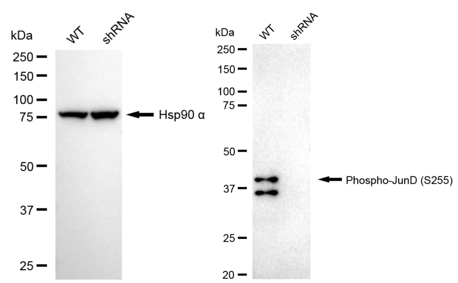 KD-Validated Phospho-JunD (S255) Recombinant Rabbit Monoclonal Antibody