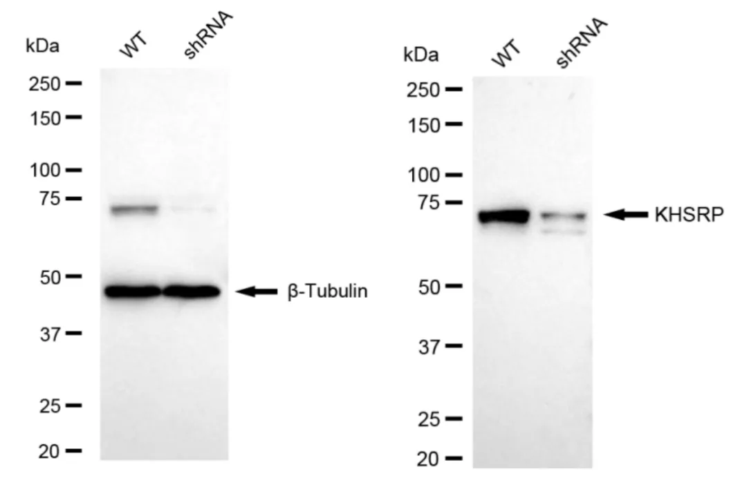 KD-Validated KHSRP Recombinant Rabbit Monoclonal Antibody