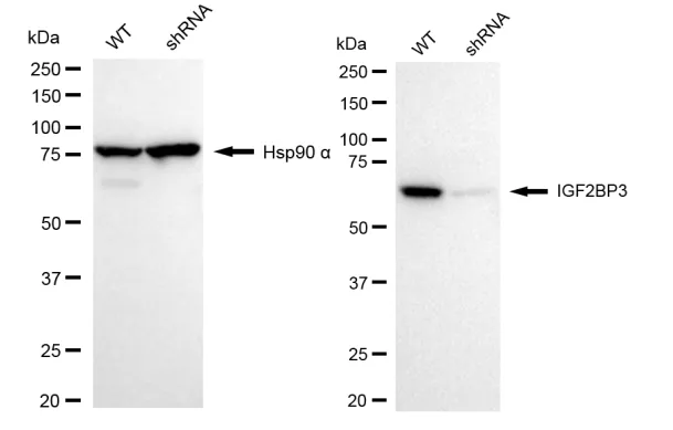 KD-Validated IGF2BP3 Recombinant Rabbit Monoclonal Antibody