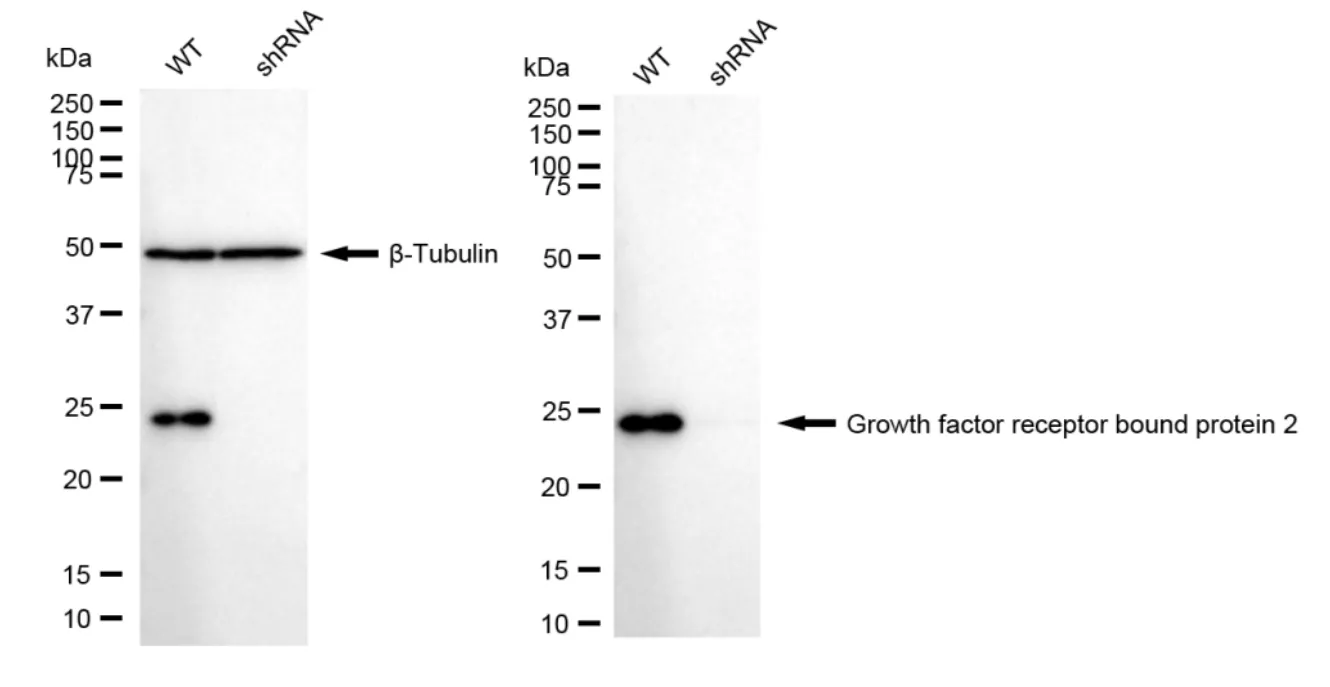 KD-Validated Growth Factor Receptor Bound Protein 2 Recombinant Rabbit Monoclonal Antibody