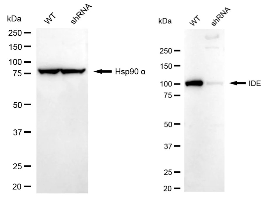 KD-Validated IDE Recombinant Rabbit Monoclonal Antibody
