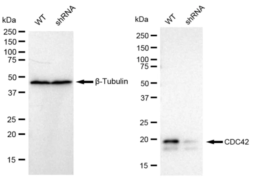KD-Validated CDC42 Recombinant Rabbit Monoclonal Antibody