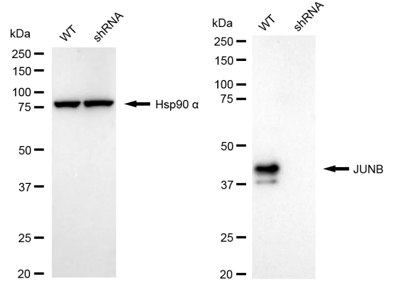 KD-Validated JUNB Recombinant Rabbit Monoclonal Antibody