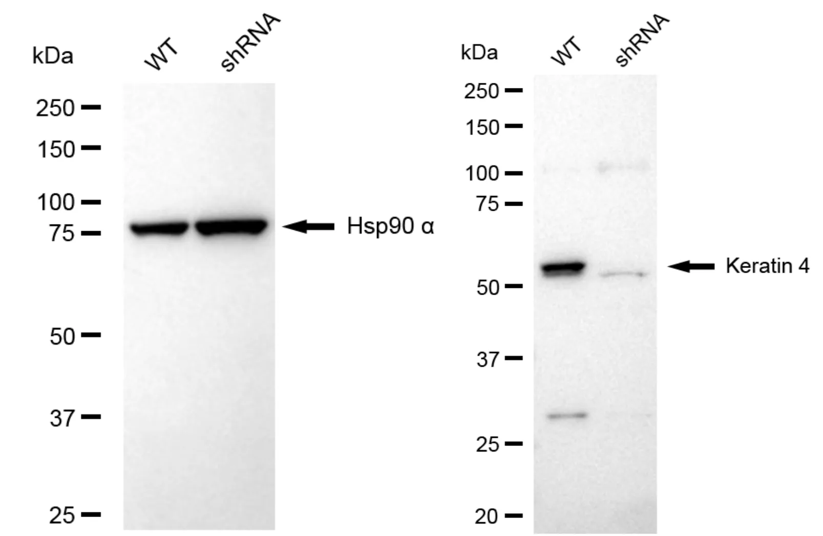 KD-Validated Keratin 4 Recombinant Rabbit Monoclonal Antibody