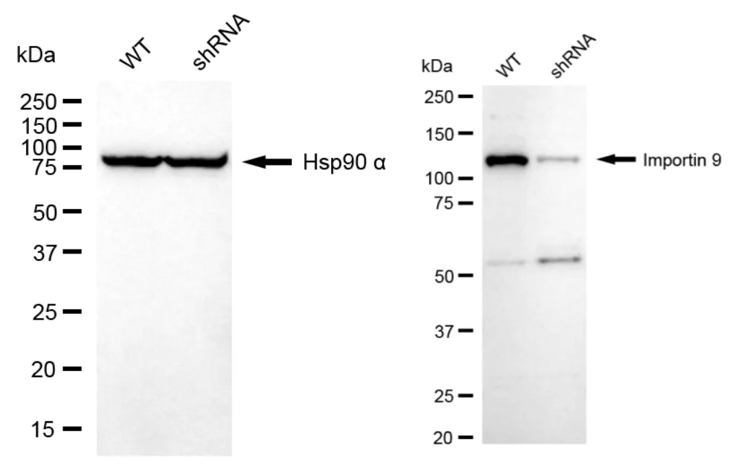 KD-Validated Importin 9 Recombinant Rabbit Monoclonal Antibody