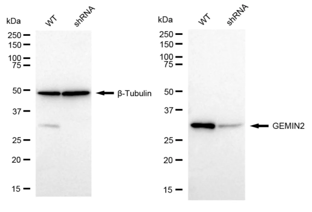 KD-Validated GEMIN2 Recombinant Rabbit Monoclonal Antibody