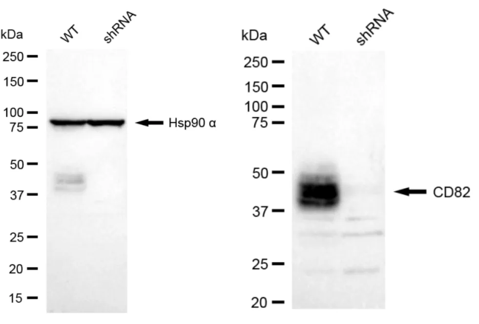 KD-Validated CD82 Recombinant Rabbit Monoclonal Antibody