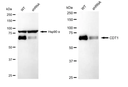 KD-Validated CDT1 Recombinant Rabbit Monoclonal Antibody