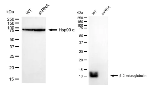 KD-Validated Beta 2 Microglobulin Recombinant Rabbit Monoclonal Antibody