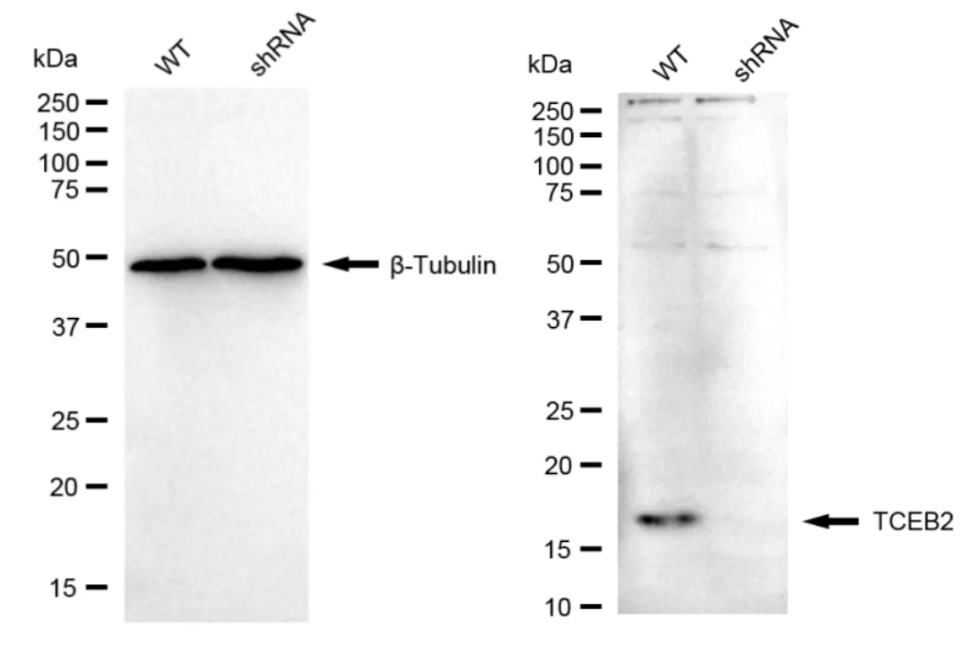 KD-Validated TCEB2 Recombinant Rabbit Monoclonal Antibody
