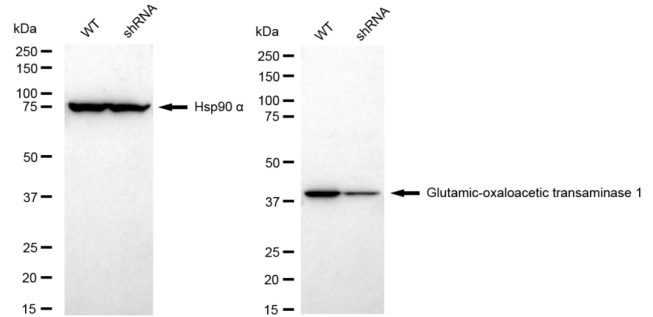 KD-Validated Glutamic-Oxaloacetic Transaminase 1 Recombinant Rabbit Monoclonal Antibody