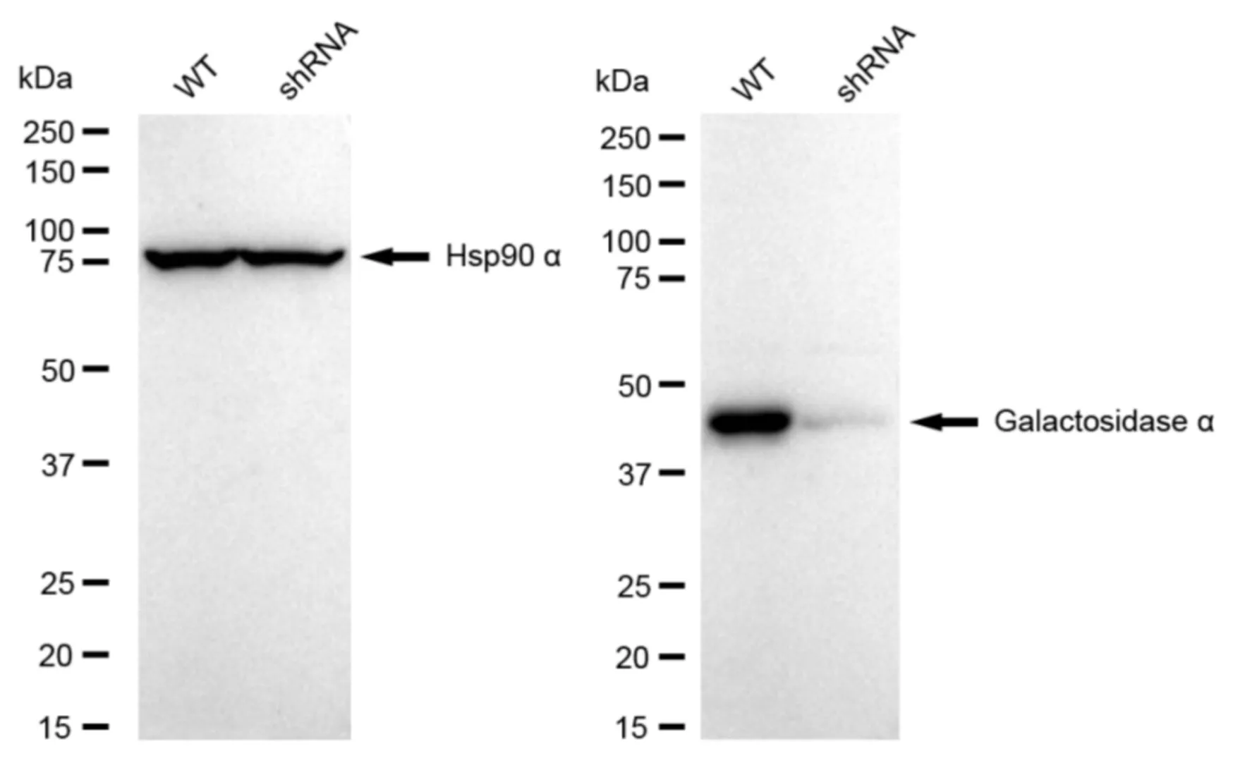 KD-Validated Galactosidase Alpha Recombinant Rabbit Monoclonal Antibody