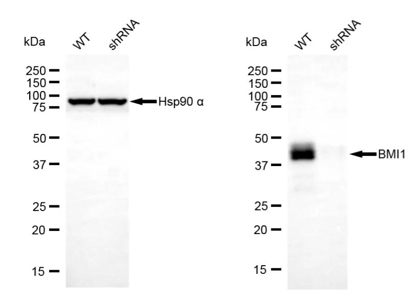 KD-Validated Bmi1 Recombinant Rabbit Monoclonal Antibody