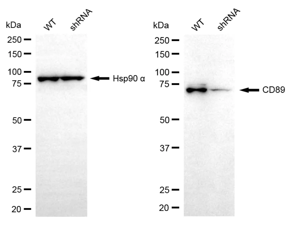 KD-Validated CD89 Recombinant Rabbit Monoclonal Antibody