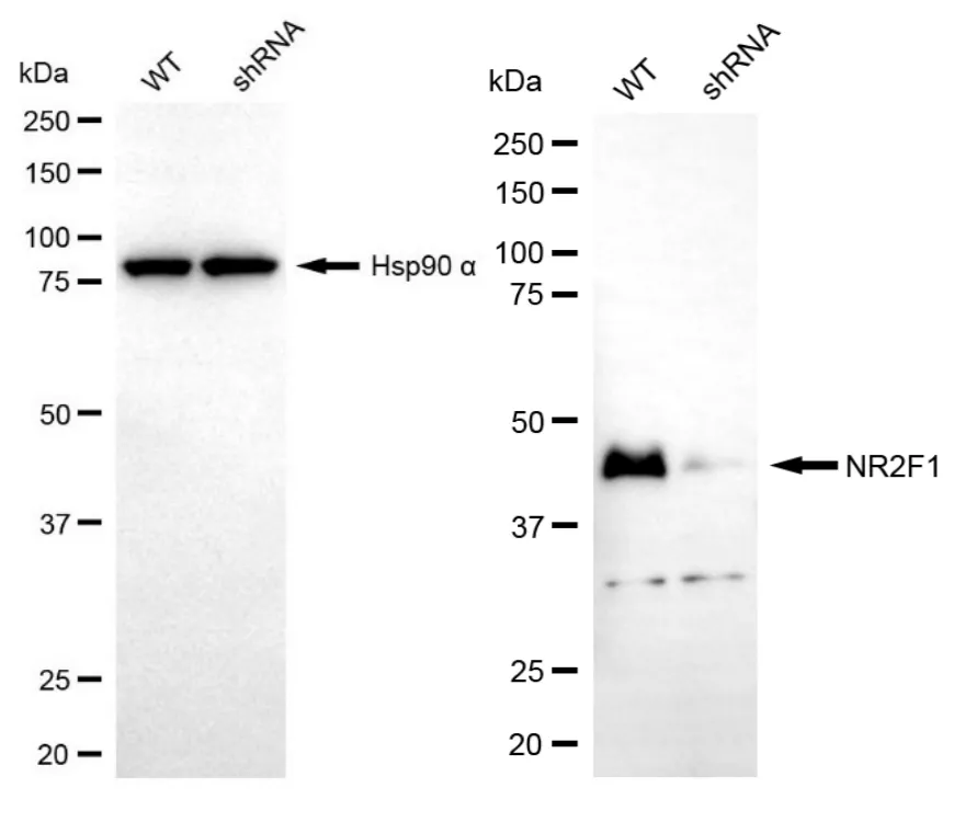 KD-Validated NR2F1 Recombinant Rabbit Monoclonal Antibody
