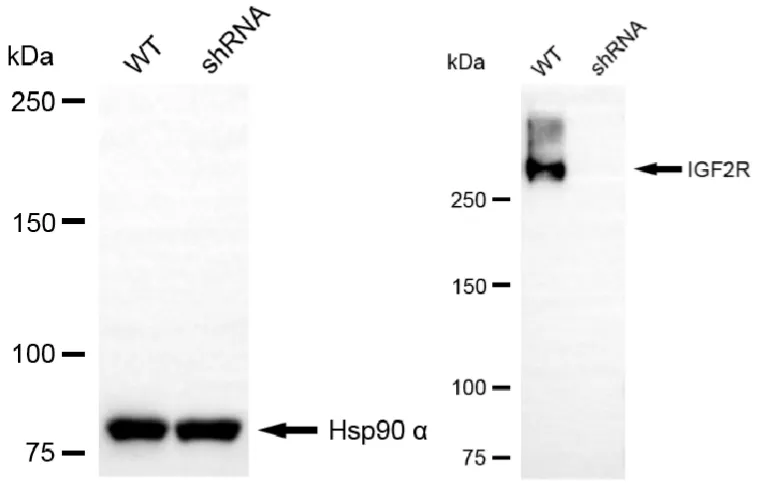 KD-Validated IGF2R Recombinant Rabbit Monoclonal Antibody