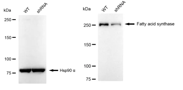 KD-Validated Fatty Acid Synthase Recombinant Rabbit Monoclonal Antibody