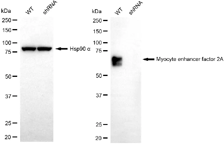KD-Validated Myocyte Enhancer Factor 2A Recombinant Rabbit Monoclonal Antibody