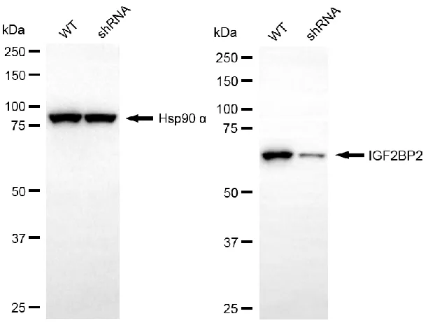 KD-Validated IGF2BP2 Recombinant Rabbit Monoclonal Antibody