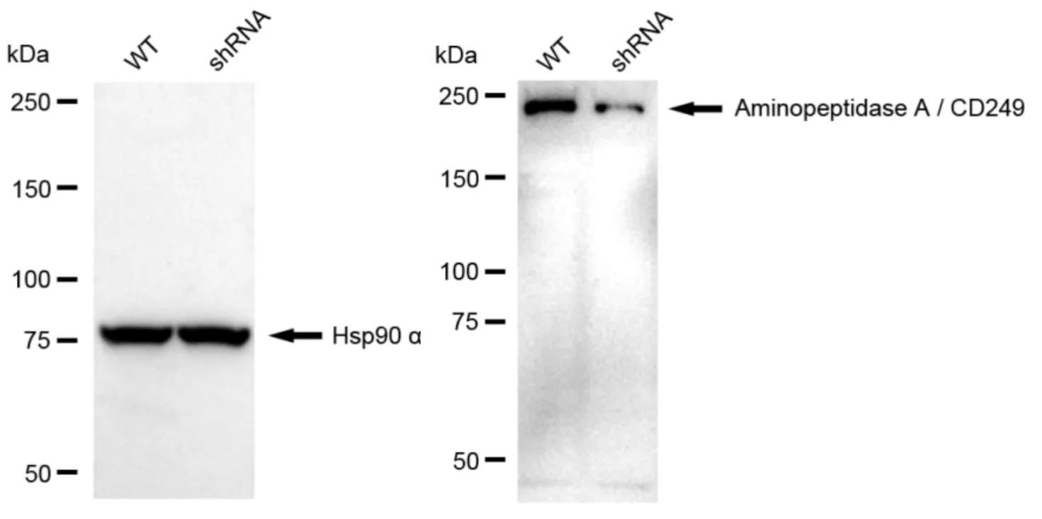 KD-Validated Aminopeptidase A / CD249 Recombinant Rabbit Monoclonal Antibody