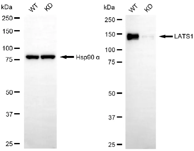 WesternBlot(WB) - KD-Validated LATS1 Mouse Oligoclonal Antibody KVAb01094
