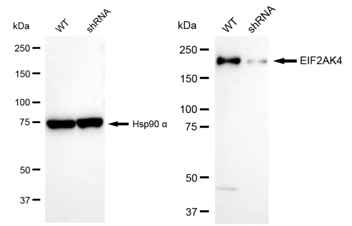 KD-Validated EIF2AK4 Recombinant Rabbit Monoclonal Antibody