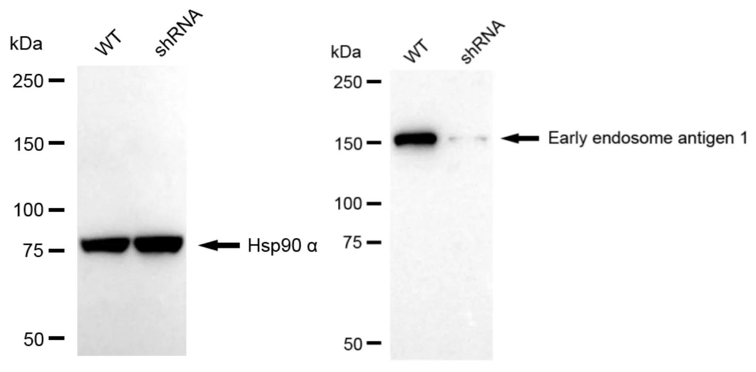 KD-Validated Early Endosome Antigen 1 Recombinant Rabbit Monoclonal Antibody