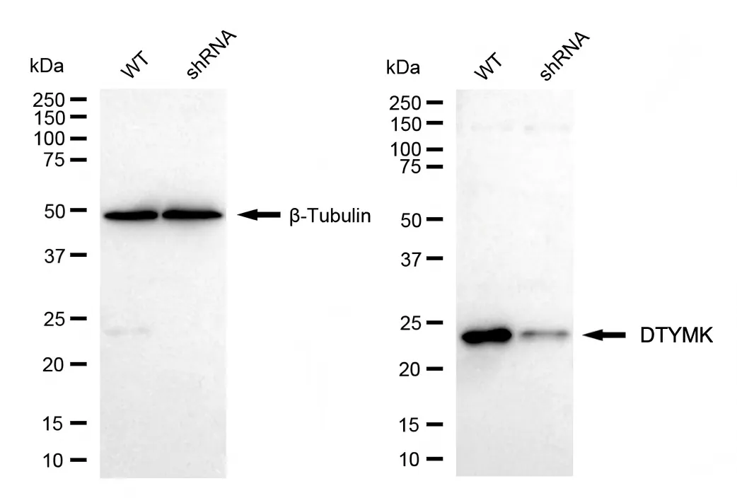 KD-Validated DTYMK Recombinant Rabbit Monoclonal Antibody
