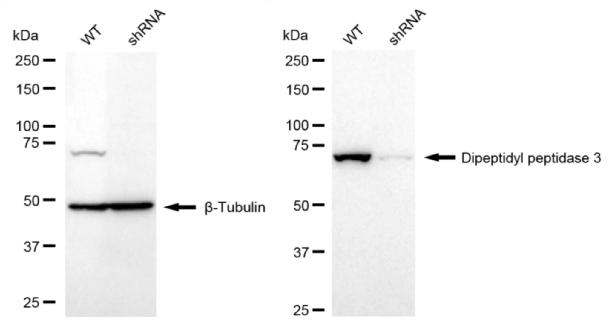 KD-Validated Dipeptidyl Peptidase 3 Recombinant Rabbit Monoclonal Antibody