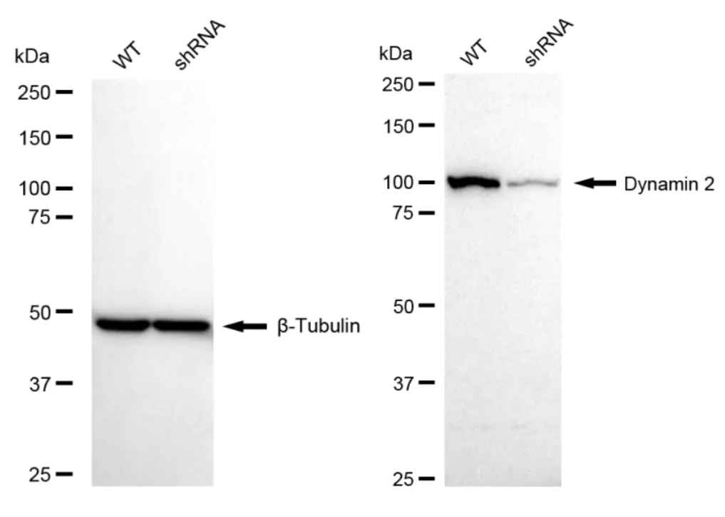 KD-Validated Dynamin 2 Recombinant Rabbit Monoclonal Antibody