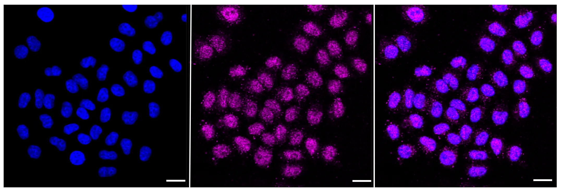 Immunocytochemistry(ICC) - KD-Validated Cytoplasmic Fmr1 Interacting Protein 1 Recombinant Rabbit Monoclonal Antibody KVAb01117