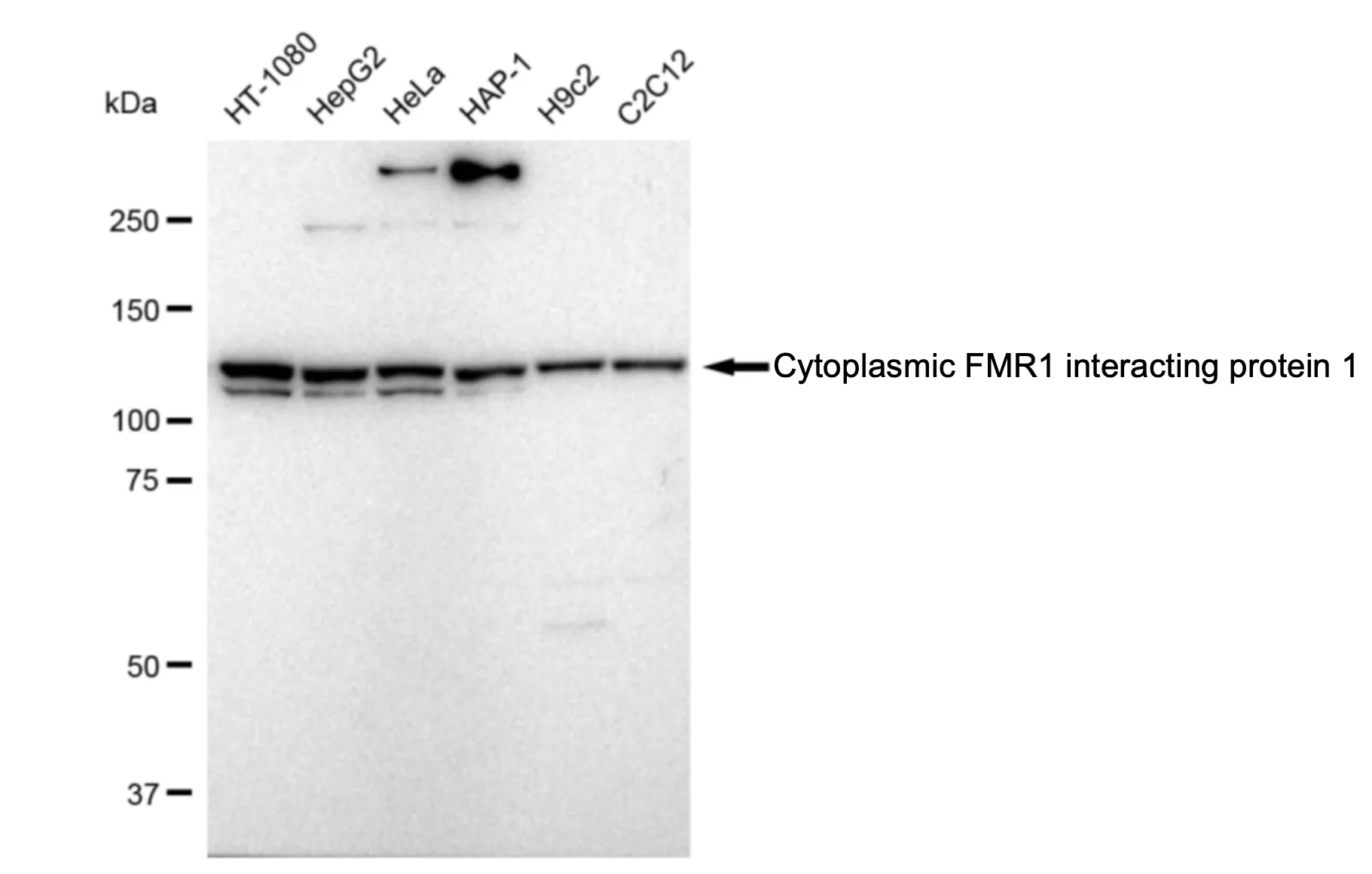 WesternBlot(WB) - KD-Validated Cytoplasmic Fmr1 Interacting Protein 1 Recombinant Rabbit Monoclonal Antibody KVAb01117