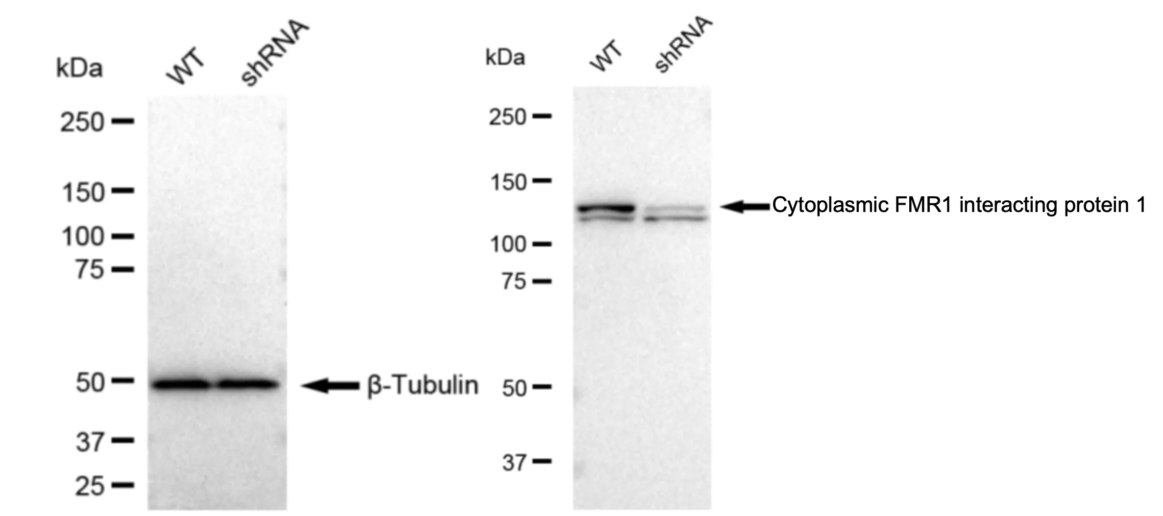 WesternBlot(WB) - KD-Validated Cytoplasmic Fmr1 Interacting Protein 1 Recombinant Rabbit Monoclonal Antibody KVAb01117