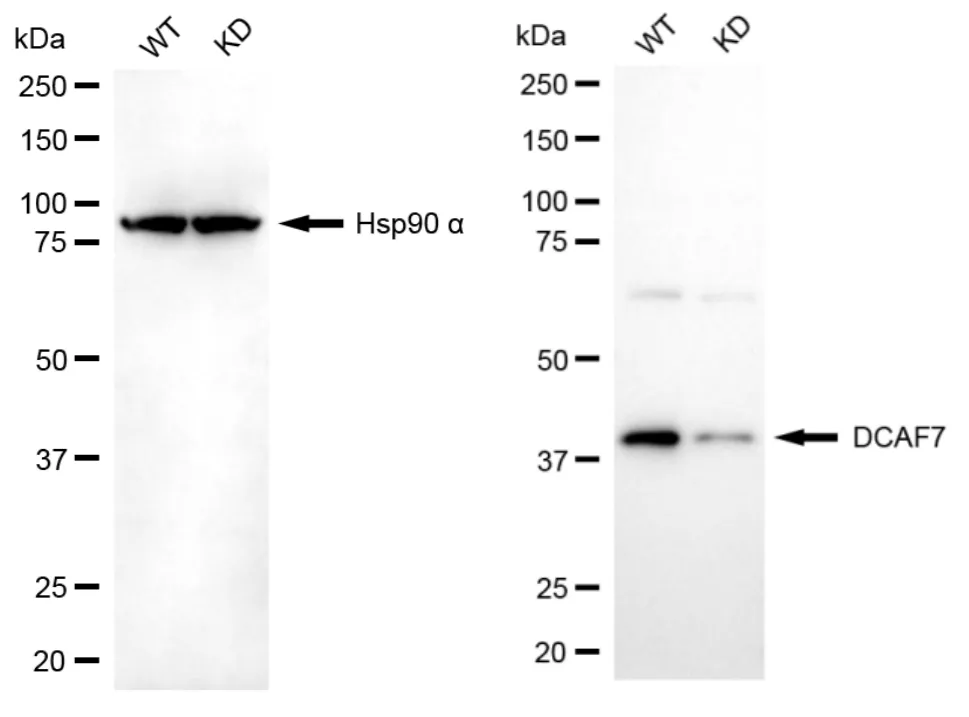 KD-Validated DCAF7 Recombinant Rabbit Monoclonal Antibody