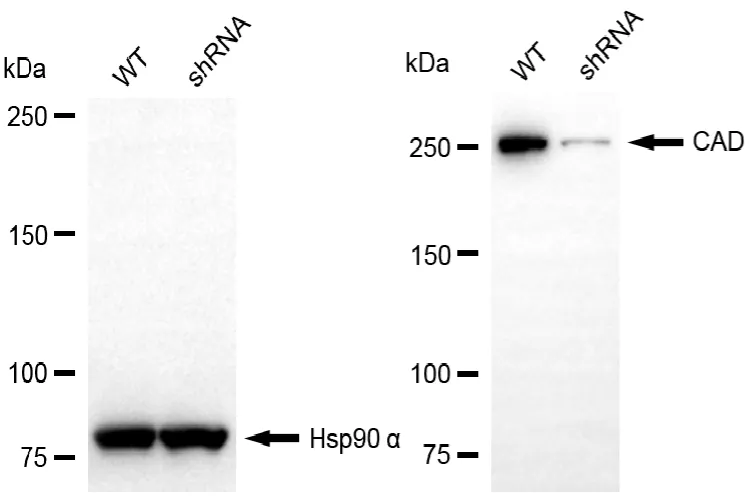 KD-Validated CAD Recombinant Rabbit Monoclonal Antibody
