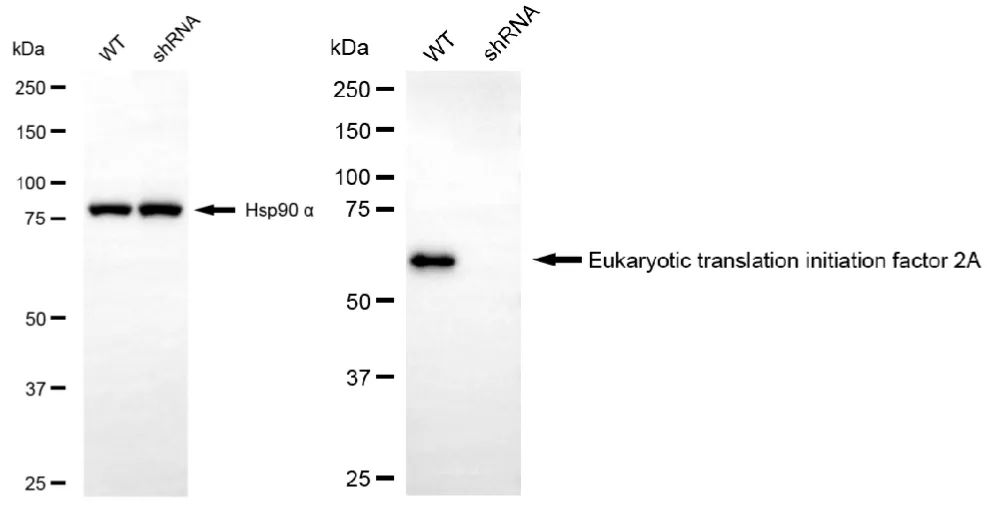 KD-Validated Eukaryotic Translation Initiation Factor 2A Recombinant Rabbit Monoclonal Antibody