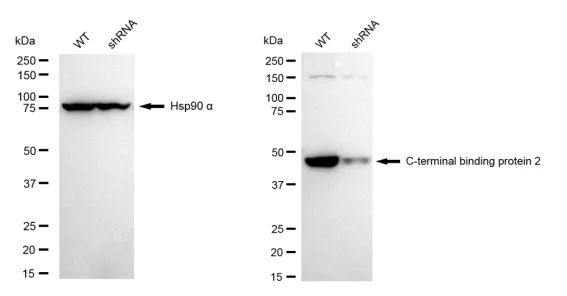 KD-Validated C-Terminal Binding Protein 2 Recombinant Rabbit Monoclonal Antibody