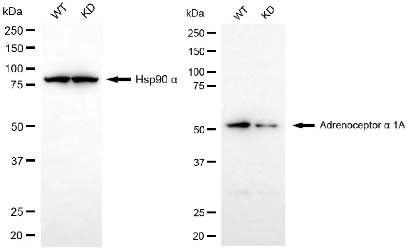 KD-Validated Adrenoceptor Alpha 1A Recombinant Rabbit Monoclonal Antibody