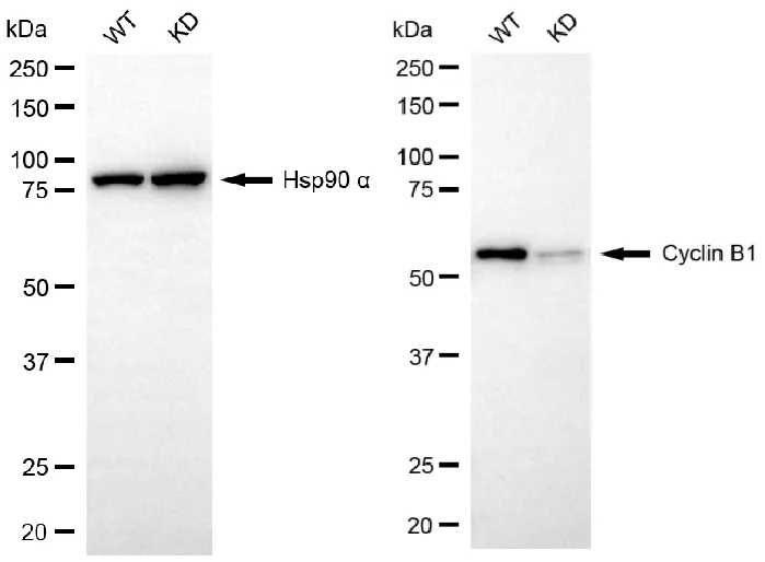 KD-Validated Cyclin B1 Recombinant Rabbit Monoclonal Antibody