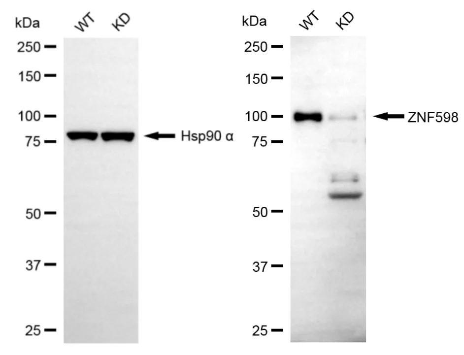 KD-Validated ZNF598 Mouse Monoclonal Antibody